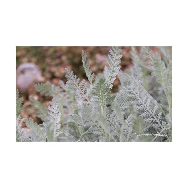 シルバーレース シロタエギク シルバーリーフ 苗 3 5号ポット Buyee Buyee 日本の通販商品 オークションの代理入札 代理購入