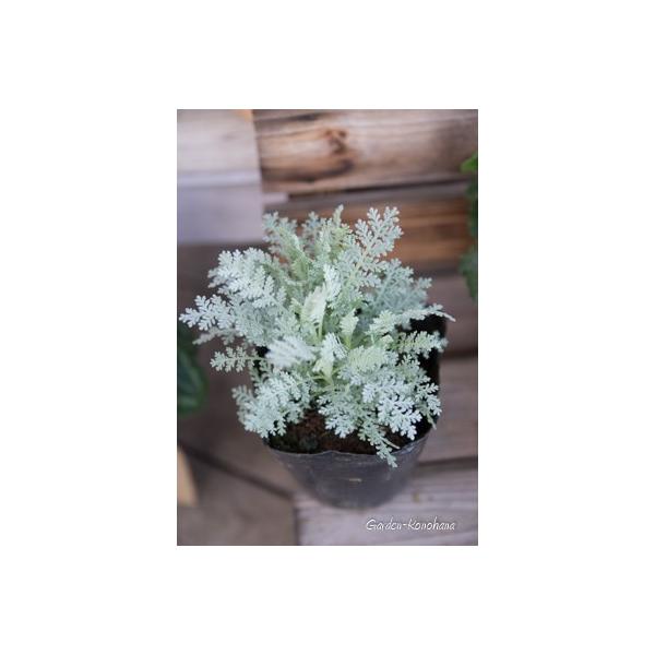 シルバーレース シロタエギク シルバーリーフ 苗 3 5号ポット Buyee Buyee 日本の通販商品 オークションの代理入札 代理購入