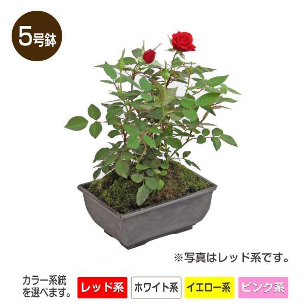 バラ盆栽仕立て 5号プラスチック角鉢 : ガーデンライフ彩ヤフー店