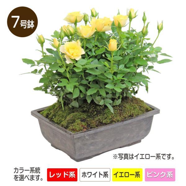 バラ盆栽仕立て 7号プラスチック角鉢 : ガーデンライフ彩ヤフー店