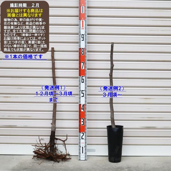 早生日本種】 1年生苗 イチジク ※納期指定：発送予定2026年1月