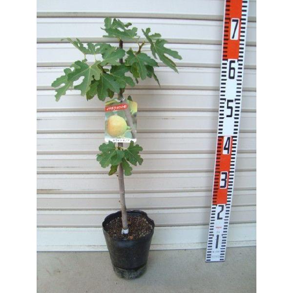 ホワイトゼノア 苗 １等苗 イチジク 果樹苗木 無花果 いちじく 1115s 2 3 ガーデン ストーリー 通販 Yahoo ショッピング