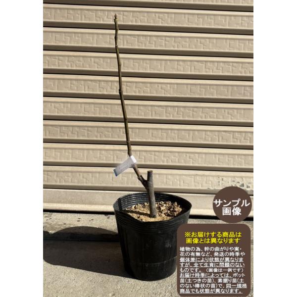 【ボーンホルムズダイヤモンド】 1年生苗 イチジク ※納期指定：発送予定２０２７年１月中旬以降順次または通常発送※[果樹苗木・無花果・いちじく]
