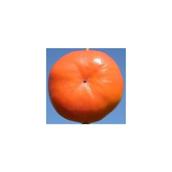 y[gz ږؕc Ê`EJL [ʎc؁E]