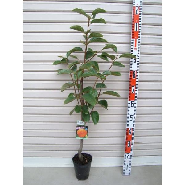 yHz@Ê`@ږؕc@ʎc؁EEJL