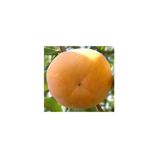 yxLz@Ê`@ږؕc@ʎc؁EE`EJL