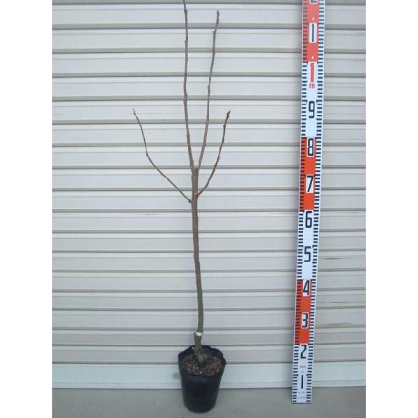 yTہz@sSÊ`@ږؕc@ʎc؁EEJL