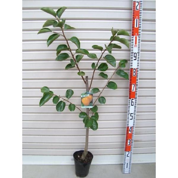 yIz ږؕc a`EJL [ʎc؁E]