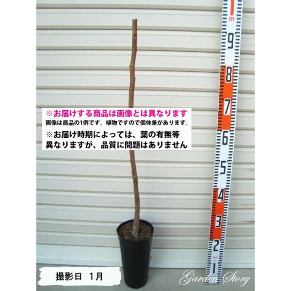 《予約販売商品について》■■発送は２０２６年３月中旬以降を予定しております■■配送日時指定をご希望の方は２０２６年３月２０日以降でご指定下さい（※ご指定がない場合は最短にて発送です。堀上順にご用意ができたご注文から出荷となります。また、出荷...