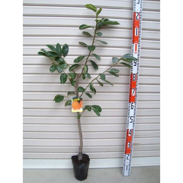 yz ږؕc a`EJL [ʎc؁E]