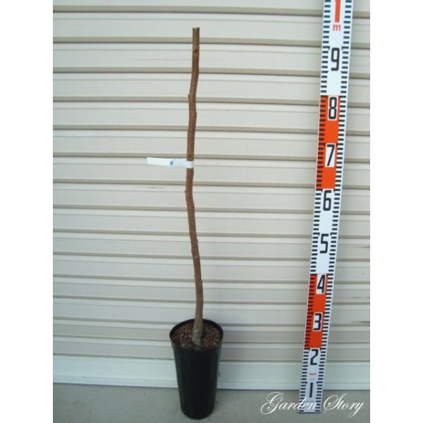 ySځz PNږؕc qN@sSÊ` [wF\QOQTNPQ{ȍ~܂͒ʏ픭 [ʎc؁@`@]