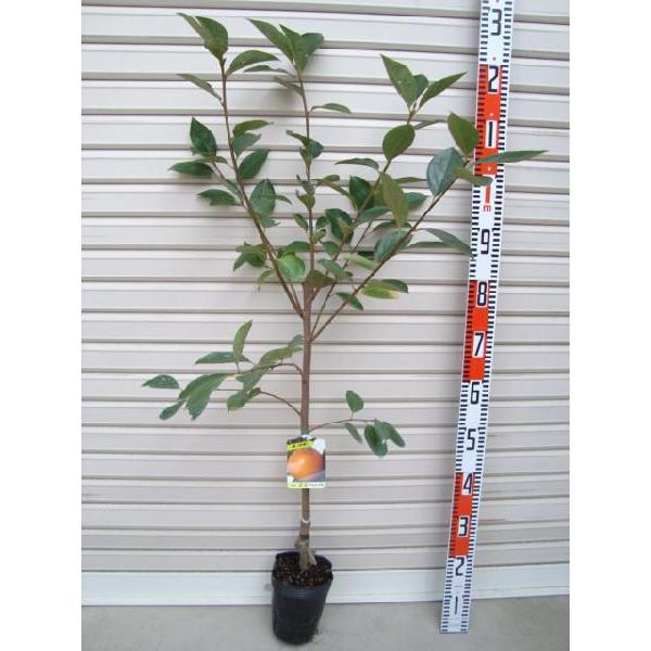 ySځz ږؕc@sSÊ`Eʎc؁EEJL