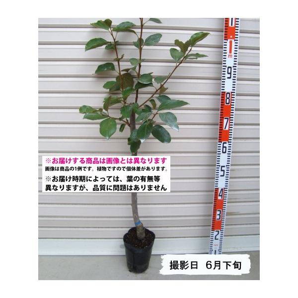 yjz ږؕc JL [ʎc؁E`]