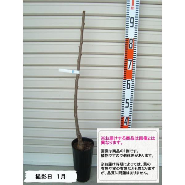 yi|Iz PNږؕc TN{ [wF\QOQTNPQ{ȍ~܂͒ʏ픭 [ʎc؁@ʁ@TN{]