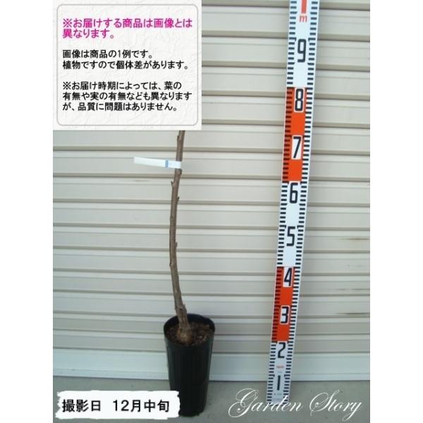 yI(،n)z PNږؕc TgEjVL@TN{ [wF\QOQTNPQ{ȍ~܂͒ʏ픭 [ʎc؁@]