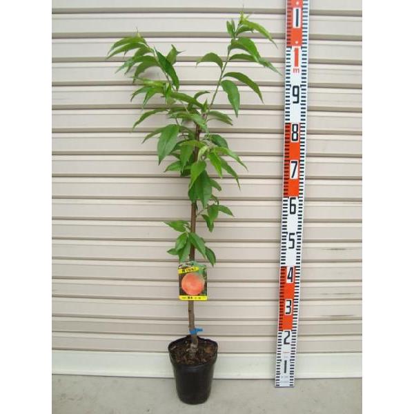 清水白桃】 接木苗 モモ [果樹苗木・桃・もも] : ガーデン ストーリー