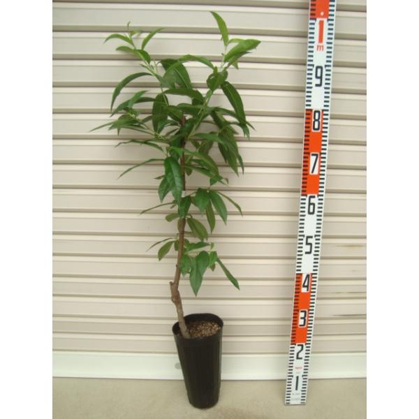 ygэz ږؕc NjJE [ʎc؁EE]