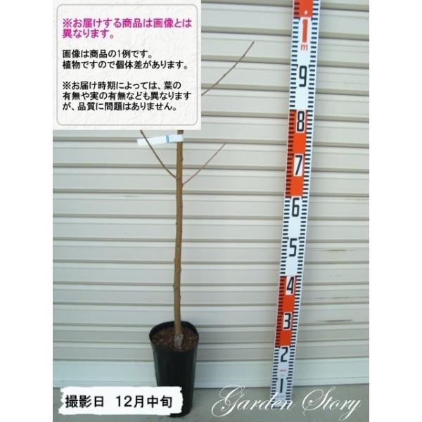 y悵Ђ߁z PNږؕc  [wF\QOQTNPQ{ȍ~܂͒ʏ픭 [ʎc؁@@]