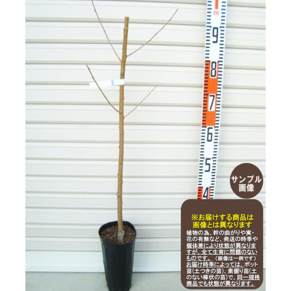 赤宝】 1年生接木苗 モモ セキホウ ※納期指定：発送予定2026年