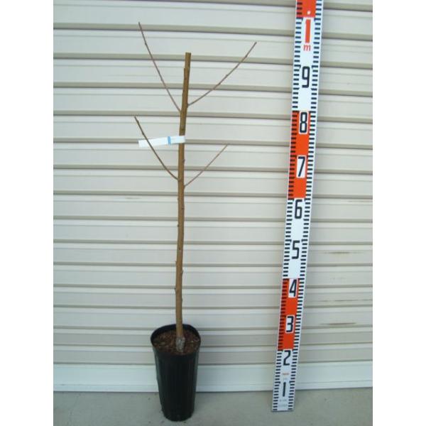 yxmz PNږؕc tW@ [wF\QOQTNPQ{ȍ~܂͒ʏ픭 [ʎc؁@@]