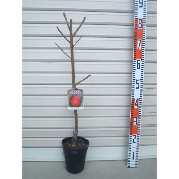 yt@^WAz PNږؕc lN^ [wF\QOQTNPQ{ȍ~܂͒ʏ픭 [ʎc؁@lN^]