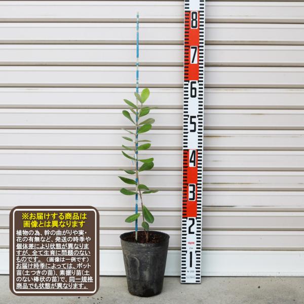 【アナトキ】 1年生 接木苗　※※ フェイジョア Anatoki [ふぇいじょあ ガーデンストーリー 果樹苗木]