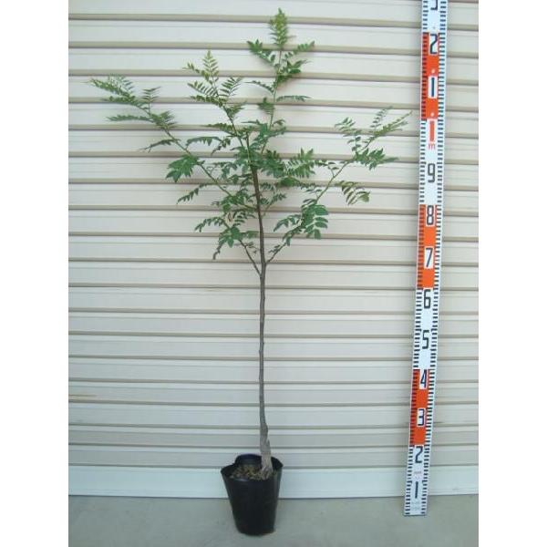 朝倉山椒 接木苗 アサクラサンショウ 果樹苗木 山椒 さんしょう Dejapan Bid And Buy Japan With 0 Commission