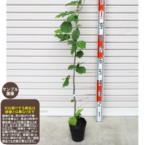 yAAtHTz c mnVo~ [ʎc؁EibcށEw[[ibc]