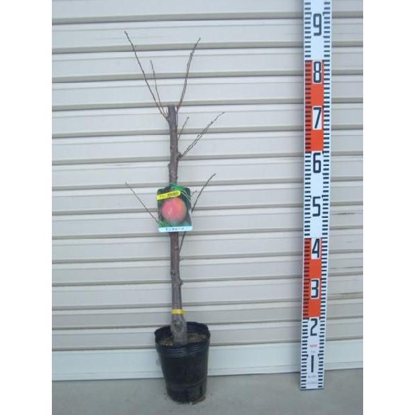 yT^[Uz@ږؕc@ʎc؁EEEX