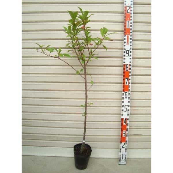 ynj[n[gz ږؕc X [ʎc؁EE]