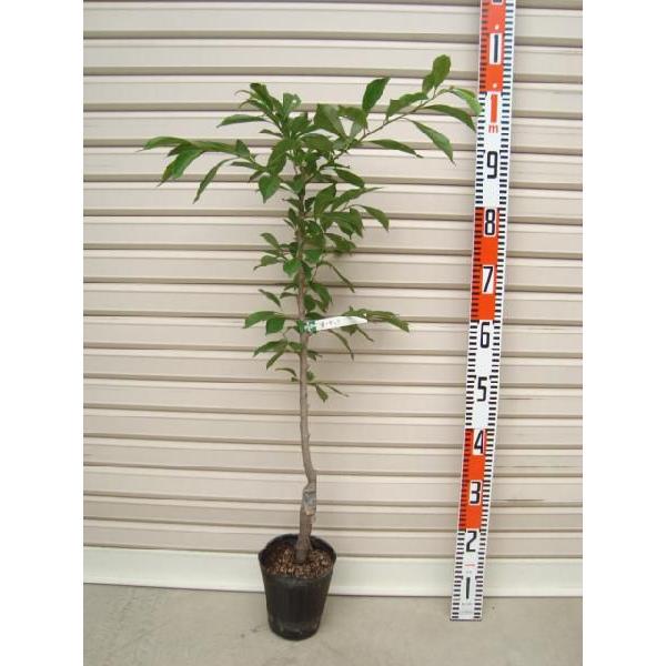 yIU[Nv~Az ږؕc X [ʎc؁E]