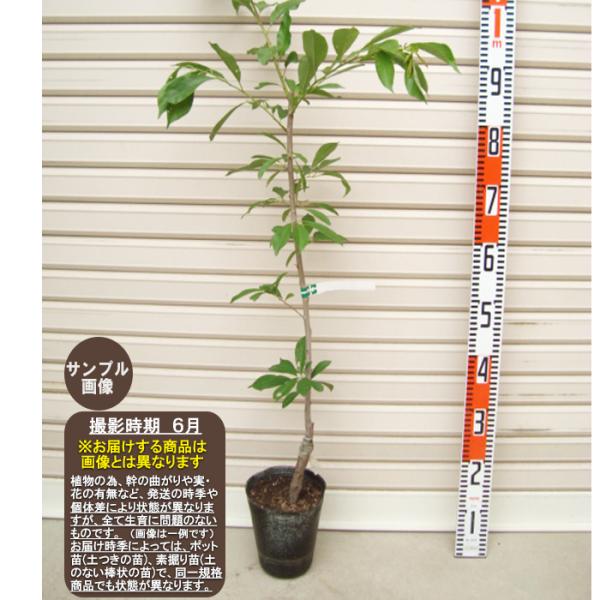 ガラリ】 接木苗 1等苗 ガラリ・スモモ [果樹苗木・李・すもも