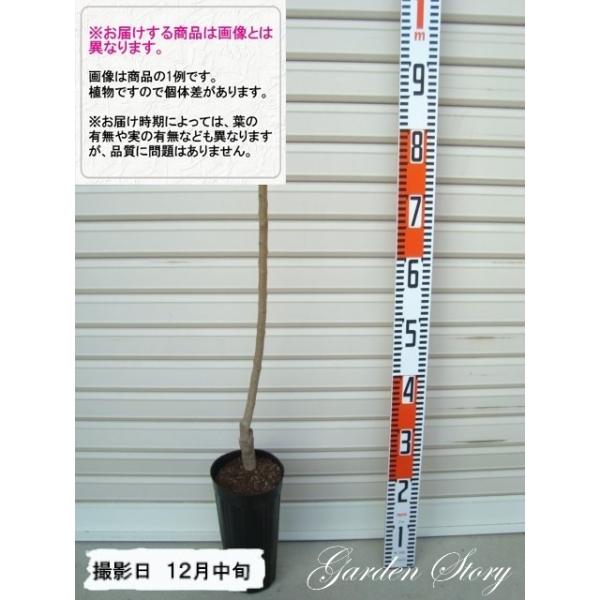 y썂z PNږؕc iRE@E [wF\QOQTNPQ{ȍ~܂͒ʏ픭 [ʎc؁@~@]