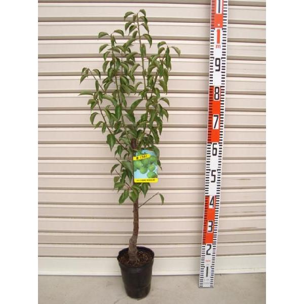 特大接ぎ木 南高梅 メルモ 特大接ぎ木 南高梅 メルモ様専用