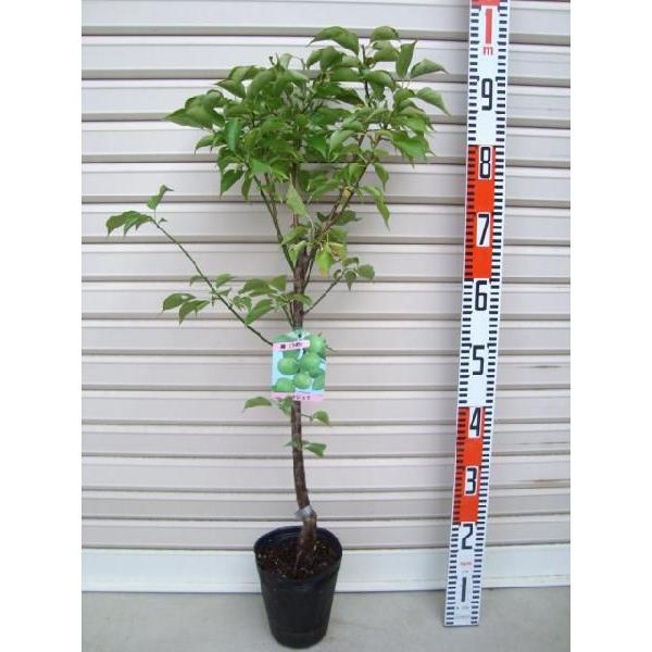 yIEVNz@ږؕc@ʎc؁E߁E~EE