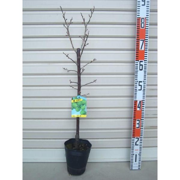 yz@ږؕc@ʎc؁E߁E~EE