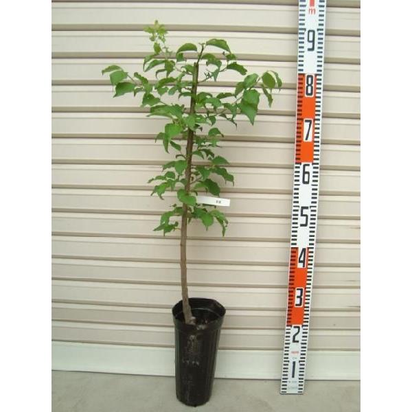 yz ږؕc E [ʎc؁E~E]