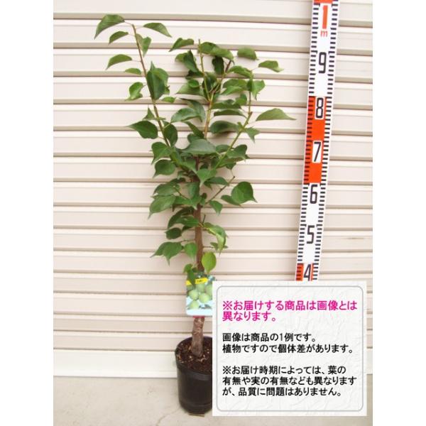 ynz ږؕc JKW]EEE [ʎc؁E~E]