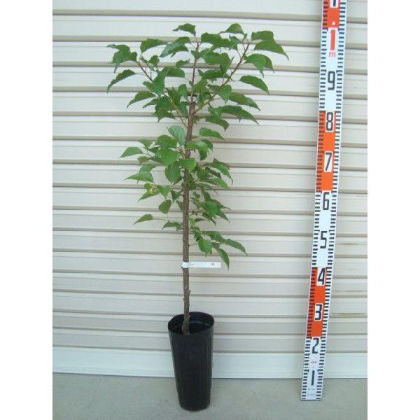 アンズ　鉢植え 杏の木の育て方｜鉢植え栽培はできる？剪定や植え付け時期を解説
