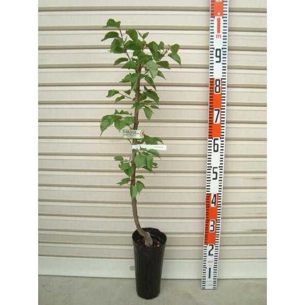 yjRjRbgz ږؕc AY [ʎc؁@ǁ@]