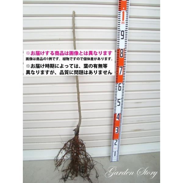 yHz PNږؕc VEzE@N [wF\QOQUNP{ȍ~܂͒ʏ픭 [ʎc؁@I@]