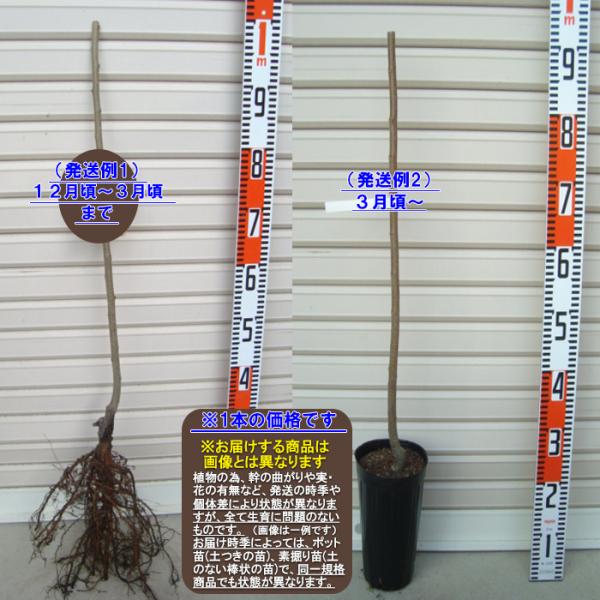 yƂȂIz PNږؕc N [wF\QOQUNP{ȍ~܂͒ʏ픭 [ʎc؁@I@]