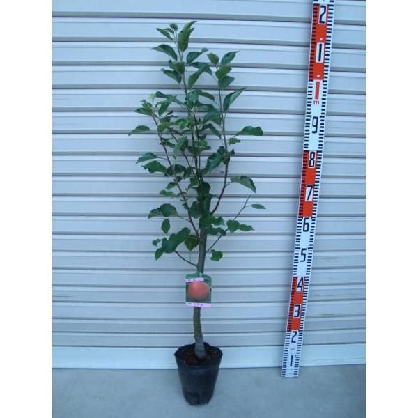 yz ږؕc ÌyES [ʎc؁EьE]