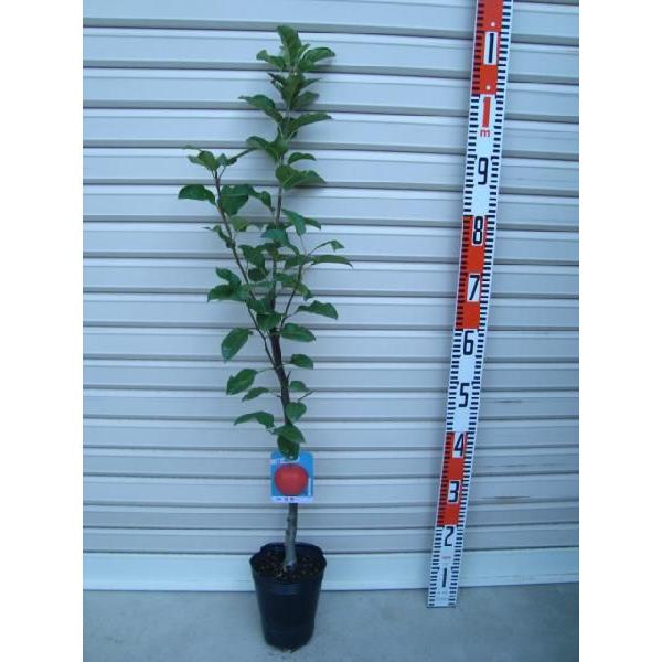 yEz ږؕc S [ʎc؁EьE]