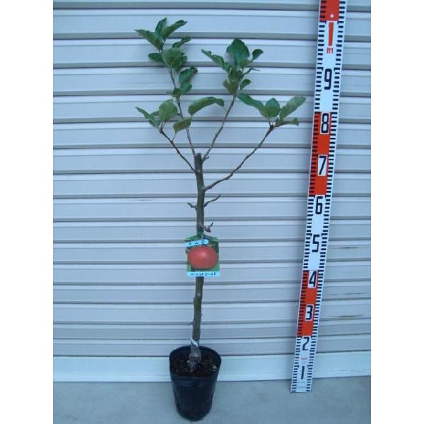 yWiS[hz ږؕc S [ʎc؁EьE]