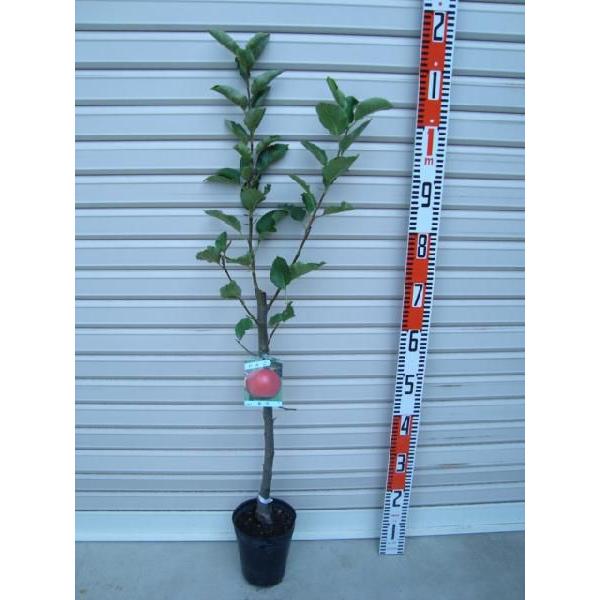 yނz ږؕc S [ʎc؁EьE]