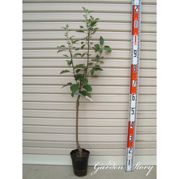 yӂz x ږؕc 킢؁ES [ʎc؁EьE]