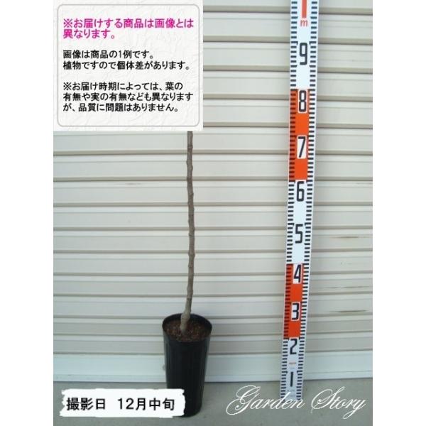 yHfzsxt PNږؕc ALoG@킢؁@S [wF\QOQUNP{ȍ~܂͒ʏ픭 [ʎc؁@]