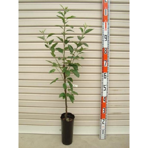 yHfz ږؕc S [ʎc؁EьE]