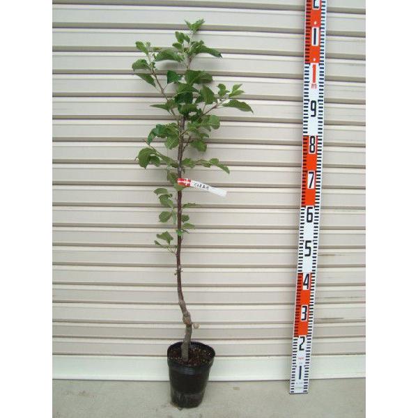 yܖz ږؕc S [ʎc؁EьE]